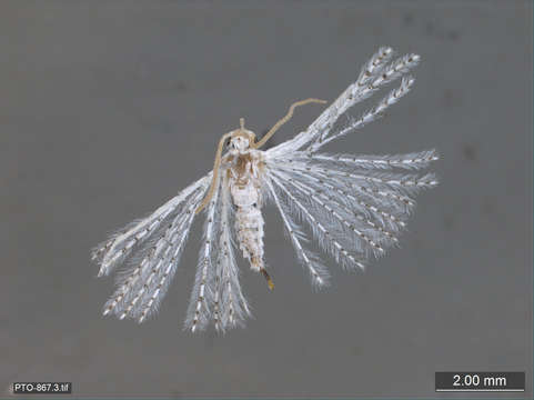 Image of many-plume moths
