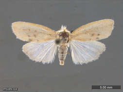 Image of tuft moths