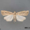 Image of Luceria oculalis Moore 1877