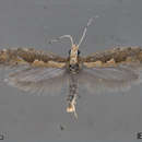 Image of diamondback moth