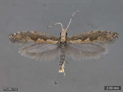 Image of diamondback moths