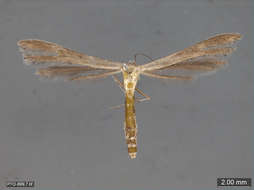 Image of Pterophoroidea