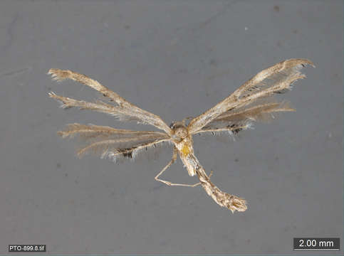 Image of Pterophoroidea