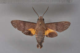 Imagem de Macroglossum Scopoli 1777