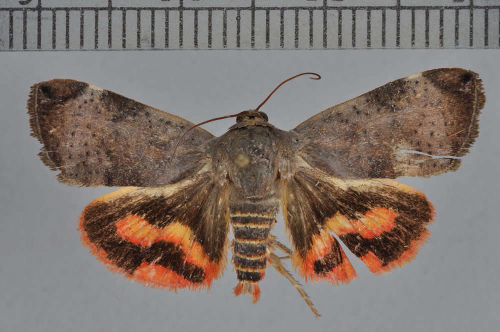 Image of Hyblaeoidea