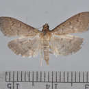 Herpetogramma licarsisalis Walker 1859 resmi