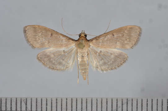 Image de Herpetogramma