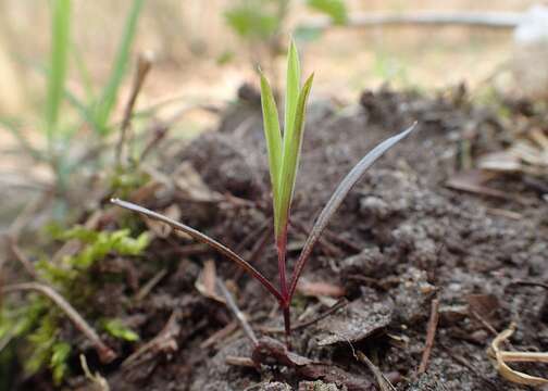 Слика од Stellaria holostea L.