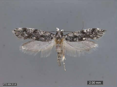 Image of Tubeworm, Bagworm, and Clothes Moths