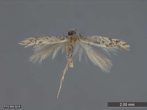 Image of Tubeworm, Bagworm, and Clothes Moths