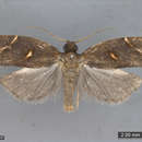 Image of Dichelopa argoschista Meyrick 1929