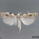 Image of fruitworm moths