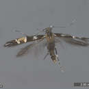 Image of Cosmopterix