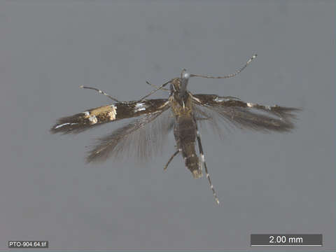 Image of cosmet moths