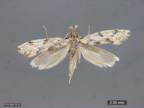 Image of Tubeworm, Bagworm, and Clothes Moths