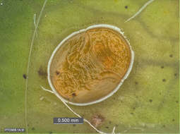 Image of jumping plant louse