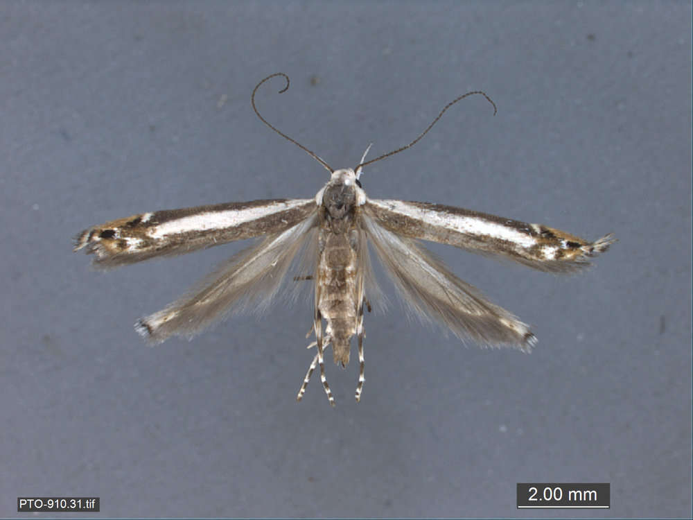 Image de Gracillarioidea