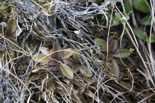 Image of Myosotis laeta Cheesem.