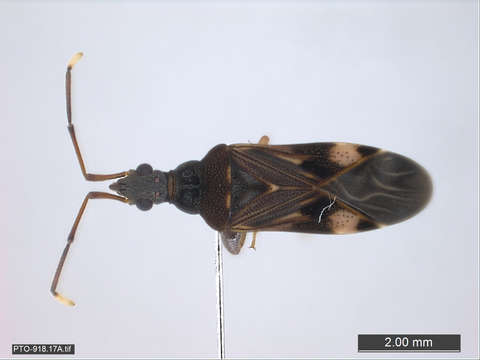 Image of Reduvioidea