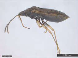 Image of Panarthropoda