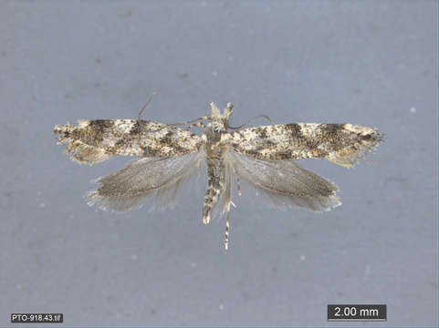 Image of Tubeworm, Bagworm, and Clothes Moths