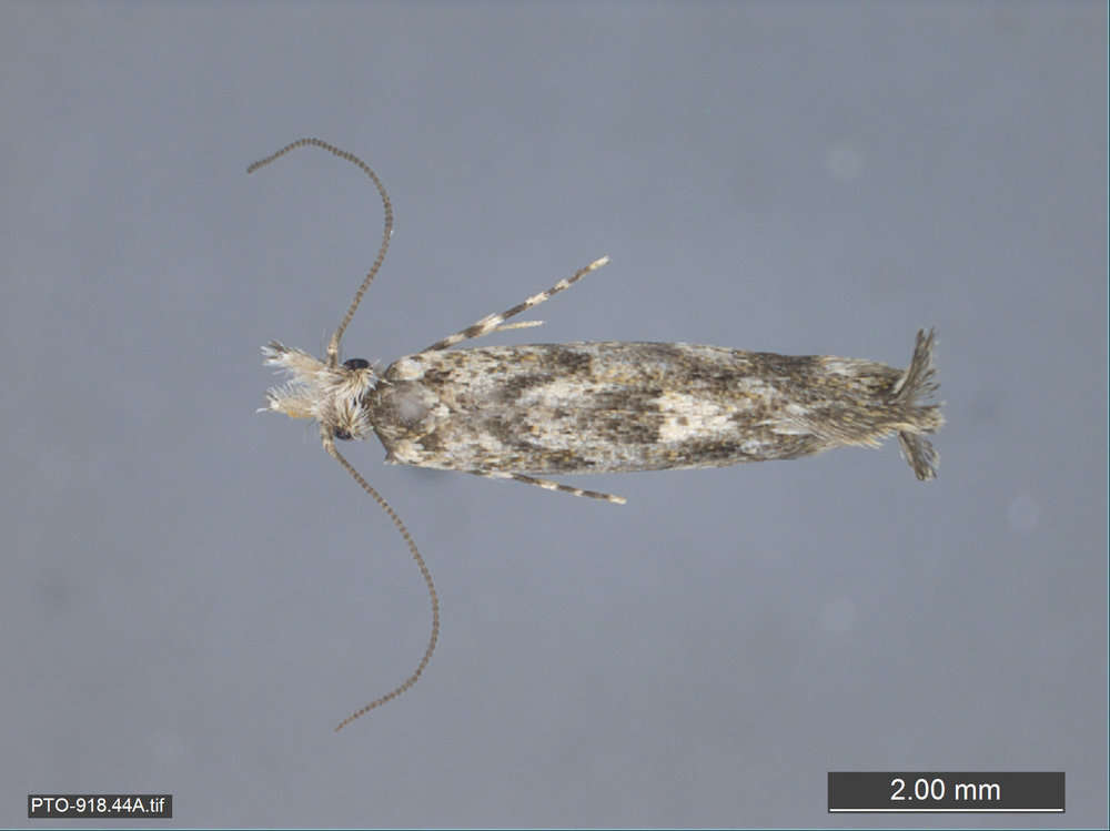 Image of Tubeworm, Bagworm, and Clothes Moths
