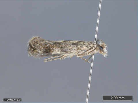 Image of Tubeworm, Bagworm, and Clothes Moths