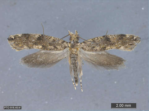 Image of Tubeworm, Bagworm, and Clothes Moths