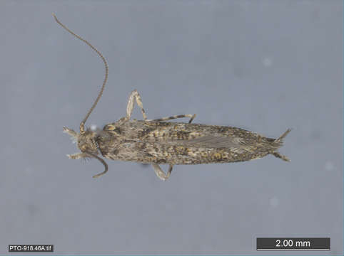 Image of Tubeworm, Bagworm, and Clothes Moths