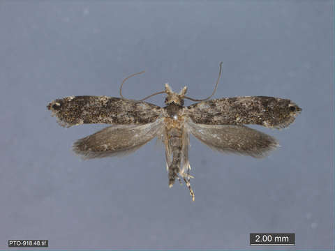 Image of Tubeworm, Bagworm, and Clothes Moths