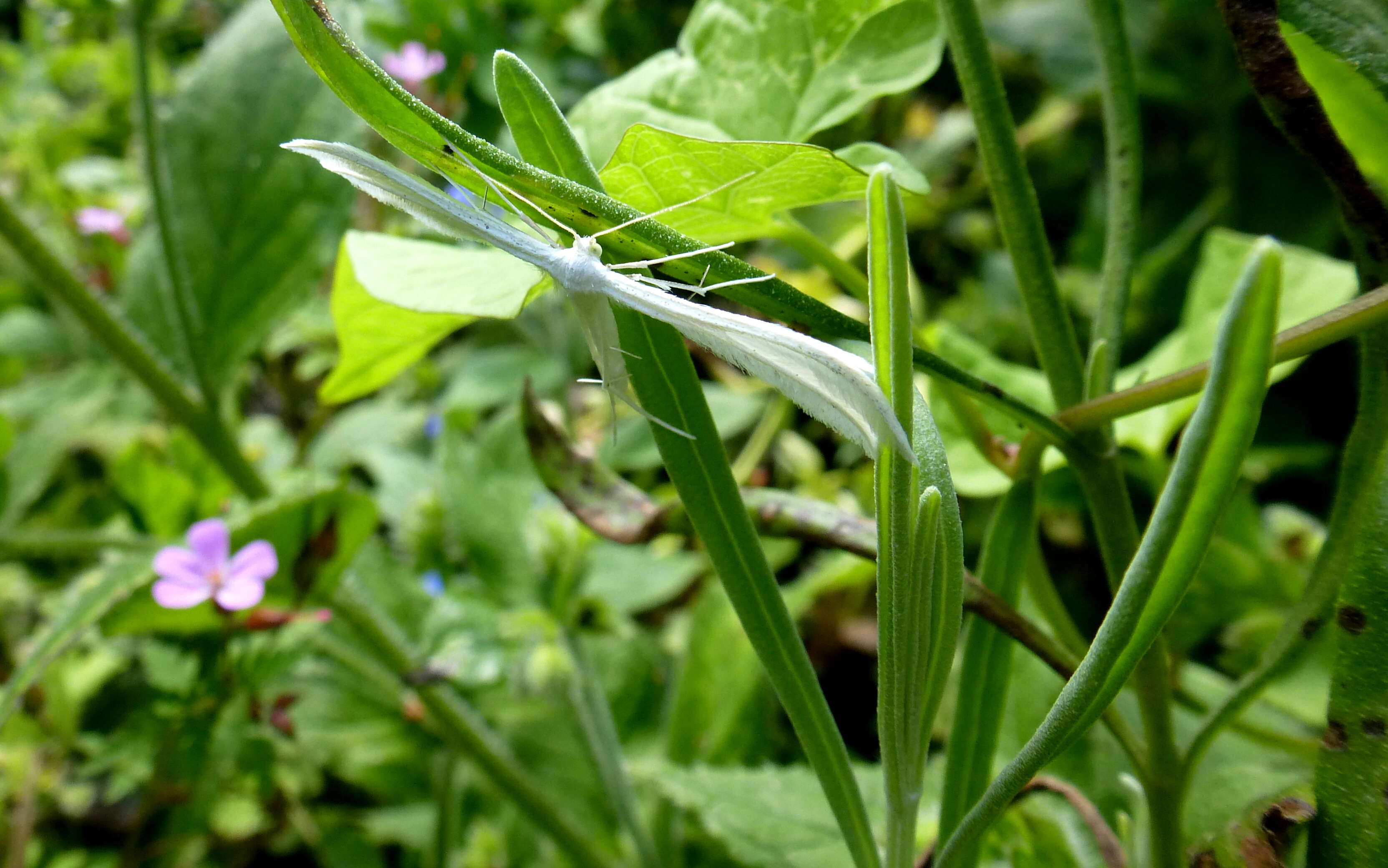 Image of Pterophoroidea