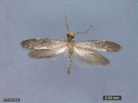 Image of Tubeworm, Bagworm, and Clothes Moths