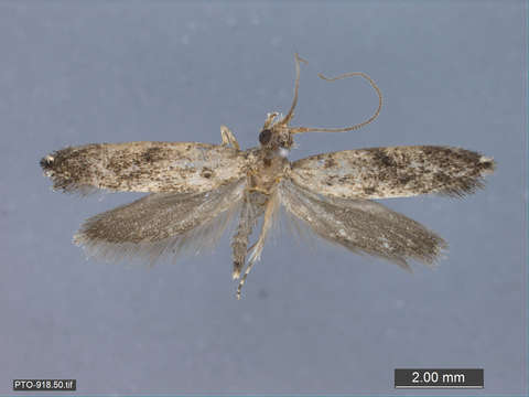 Image of Tubeworm, Bagworm, and Clothes Moths