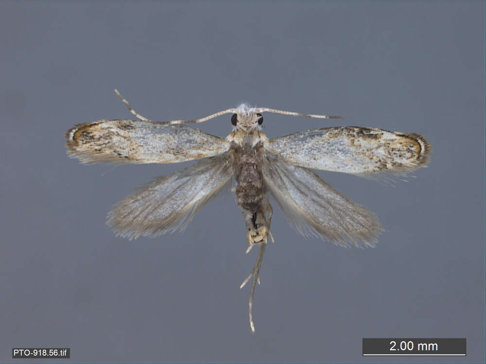 Image of Tubeworm, Bagworm, and Clothes Moths