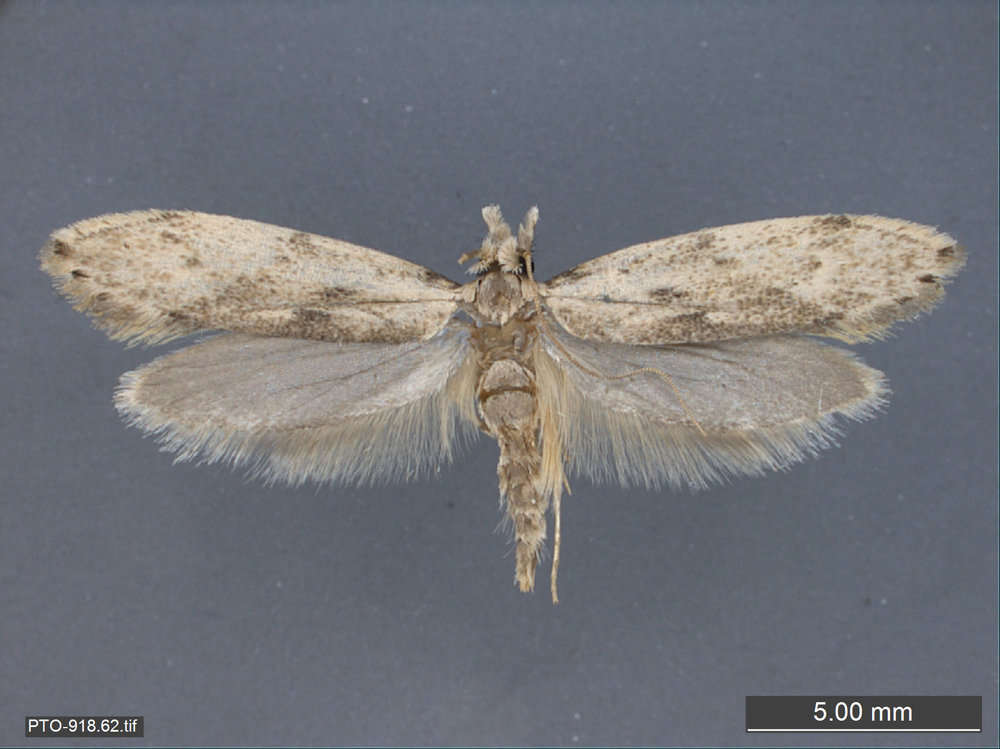 Image of Tubeworm, Bagworm, and Clothes Moths