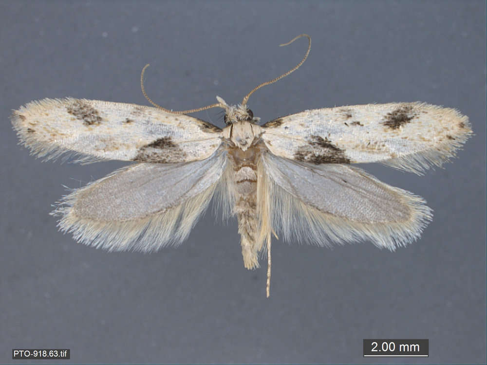 Image of Tubeworm, Bagworm, and Clothes Moths