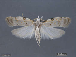 Image of Fruitworm Moths