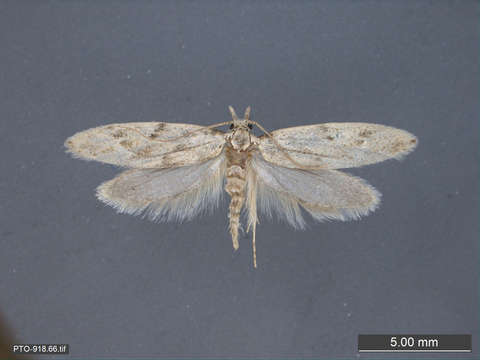 Image of Tubeworm, Bagworm, and Clothes Moths