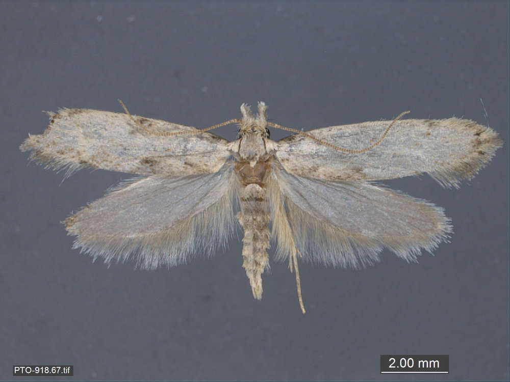 Image of Tubeworm, Bagworm, and Clothes Moths