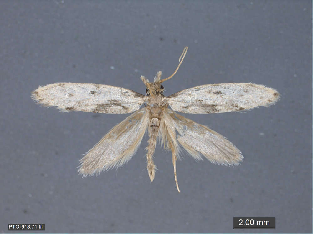 Image of Tubeworm, Bagworm, and Clothes Moths