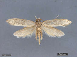 Image of Tubeworm, Bagworm, and Clothes Moths