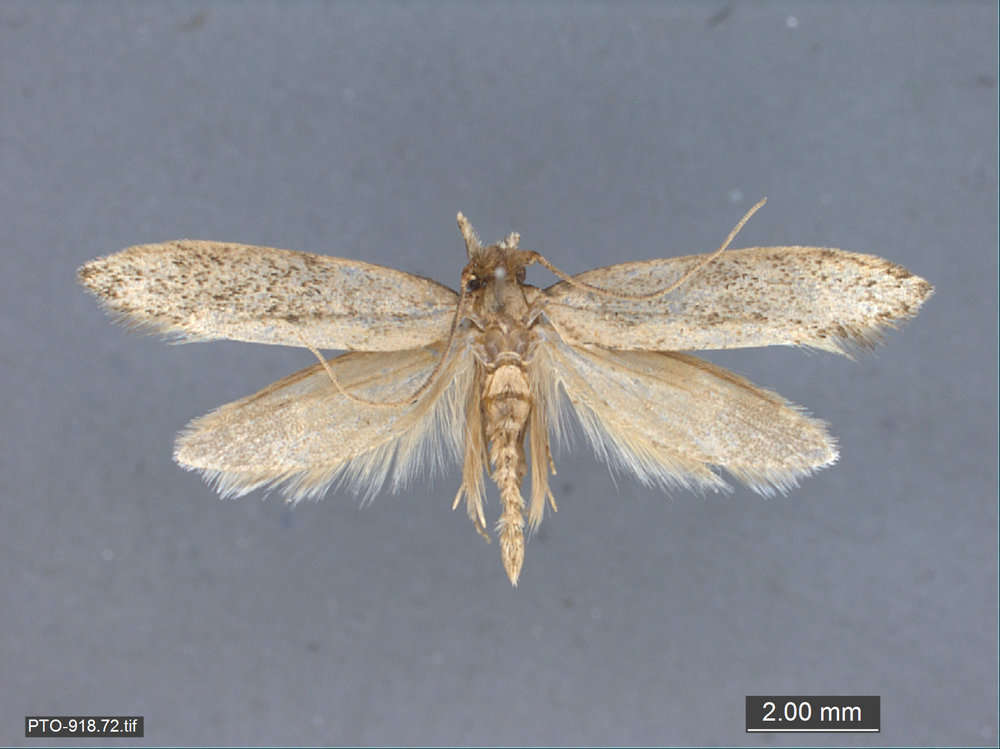 Image of Tubeworm, Bagworm, and Clothes Moths