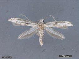 Image of Tubeworm, Bagworm, and Clothes Moths
