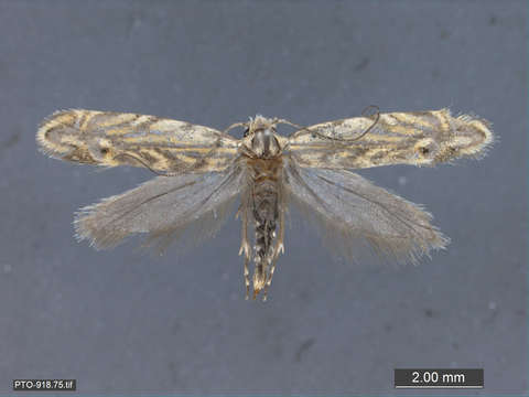 Image of Tubeworm, Bagworm, and Clothes Moths