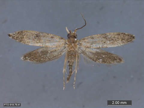 Image of Tubeworm, Bagworm, and Clothes Moths