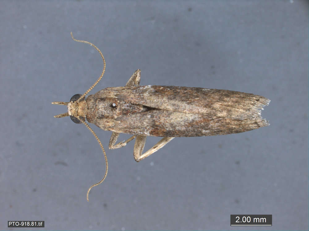 Image of grass moths