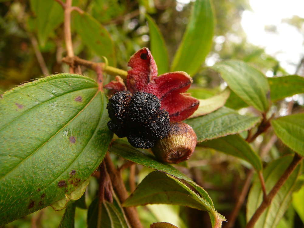 Image of Melastoma denticulatum Labill.