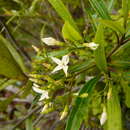 Image of Alstonia costata (G. Forst.) R. Br.