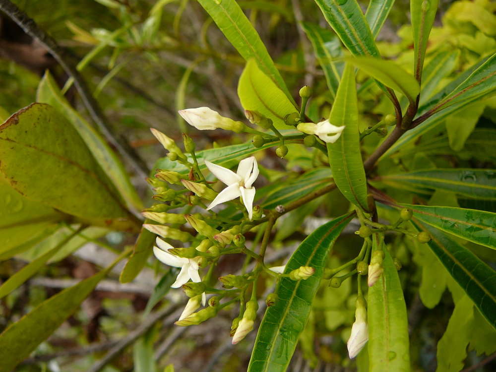 Alstonia (rights holder: 2010 Moorea Biocode)