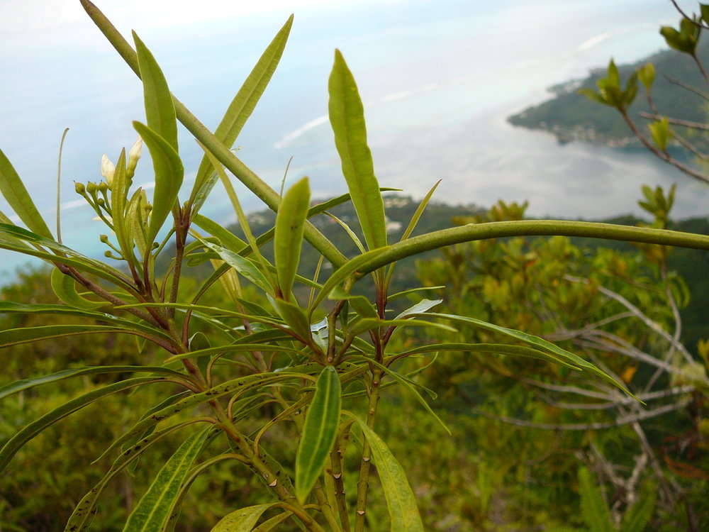 鷄骨常山屬的圖片